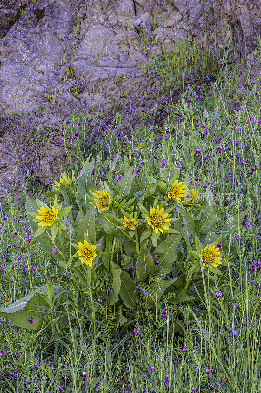 Wyethia glabra是紫菀科中的一种开花植物，俗称海岸范围骡子的耳朵。它是加利福尼亚特有的，生长在北部和中部海岸山脉。加州索诺玛县，马亚卡玛斯山保护区